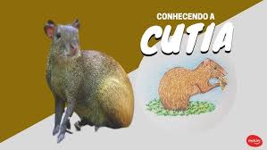 🏡 Cotia x Ribeirão Preto: Onde o lar floresce melhor?