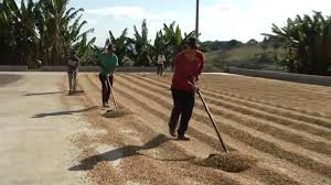 O terreiro de café. 99depot comenta.....