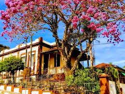 ITAPORANGA x SANTA BRANCA: QUAL A MELHOR OPÇÃO?