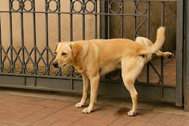 XIXI DE CACHORRO - FERRUGEM NO PORTAO